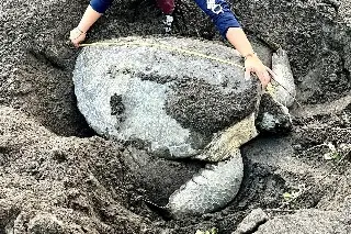 Imagen Llega tortuga gigante a Nautla 