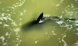 Imagen Captan al posible tiburón que atacó al menos a 2 personas (+Video)