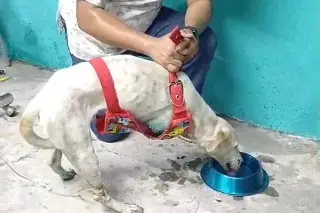 Imagen “Chester”, el perro callejero que perdió sus patas por el tren en Veracruz