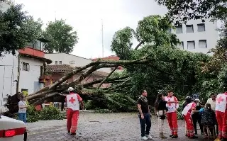 Imagen Cae laurel de 18 metros en centro de Xalapa; deja 2 automóviles dañados y sin luz
