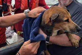 Imagen Trabajadores rescatan a perrito a mar abierto