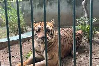 Imagen ¿Conoces a Ronda, la tigresa de bengala del zoológico de Veracruz?