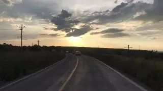 Imagen Atropellan a jaguarundi en carretera de Veracruz