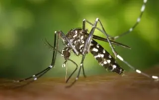 Imagen Estos son los tipos de dengue que existen, ¿Cuáles son sus signos de alarma? 