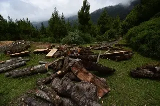 Ejidatarios en el Pico de Orizaba denuncian tala clandestina