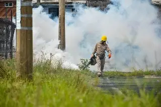 Imagen En Xalapa rechazarán solicitudes de fumigación contra mosco del dengue para no afectar a la fauna
