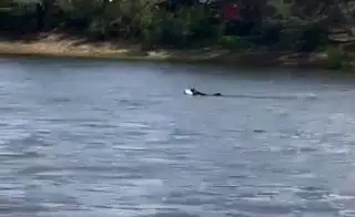 Imagen Menor se metió a nadar y no salió; su perro se aventó al agua a buscarlo (+Video)