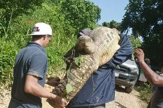 Imagen Capturan cocodrilo al norte de Veracruz 