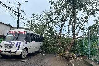 Imagen Lluvia derriba árboles en Veracruz