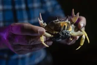 Imagen Rescatan ejemplares de cangrejo azul en la Riviera Veracruzana