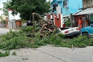 Imagen Cae árbol sobre automóvil al sur de Veracruz