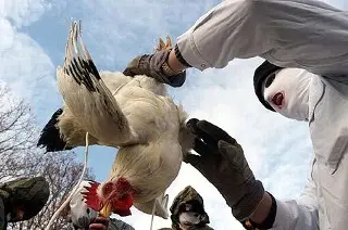 Imagen Detectan casos de ántrax entre animales y trabajadores de una granja