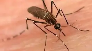 Imagen Realizan jornadas de fumigación contra el dengue en Veracruz; así puedes participar 