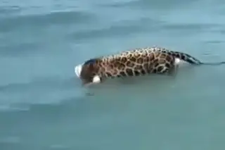 Imagen Hallan jaguar decapitado flotando en el mar (+Video)