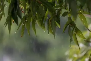 Imagen Persisten condiciones para lluvias moderadas a fuertes en estas regiones de Veracruz