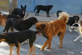 Imagen ¡Qué desesperación!... Hombre es atacado por varios perros (+Video)