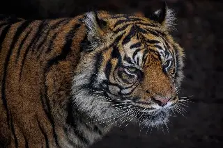 Imagen Tigre ataca a cuidadora de animales en un zoológico