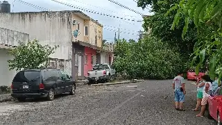 Imagen Hay arboles caídos sobre carros por viento del norte en Veracruz-Boca Del Río