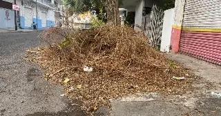 Imagen Se quejan vecinos por basura que dejaron tras derramar árboles 