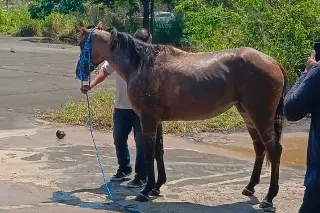 Imagen Esto fue lo que le ocurrió a 'Mili', yegua que cayó a un registro en Medellín 