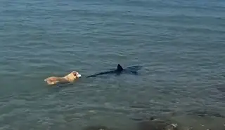 Imagen Captan a tiburón que llega a orilla de playa y perro lo persigue (+Video)