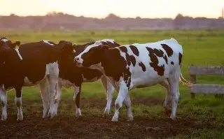 Imagen Ordeñar puede ser la principal vía de transmisión de la gripe aviar entre vacas en EU, según estudio