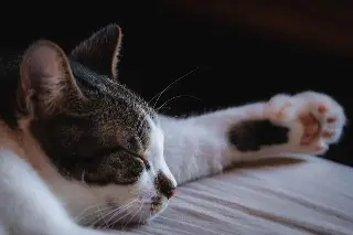 Imagen ¿Por qué no es recomendable cortarle las uñas a los gatos?