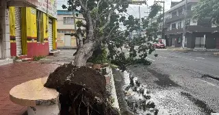 Imagen Las fuertes rachas de viento derribaron árboles en la zona conurbada