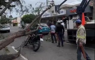 Imagen Más de 10 árboles caídos y al menos 5 carros dañados deja norte en Veracruz 