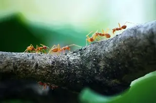 Imagen Hormigas llevan siendo agricultoras desde hace 66 millones de años, según estudio 