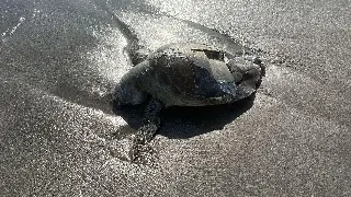 Imagen Amanece tortuga sin vida en playa Martí de Veracruz  (Video)