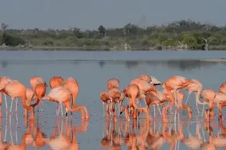 Imagen Fueron los primeros en ponerse a salvo del huracán Milton y nadie les avisó (+Video)