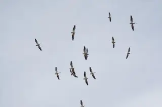 Imagen Ya hay migración de aves; así puedes verlas en Veracruz