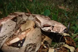 Imagen Video: Encuentra una boa en el patio de su casa en Boca del Río