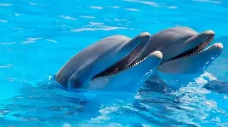 Imagen Científicos hallan microplásticos en el aire exhalado por los delfines