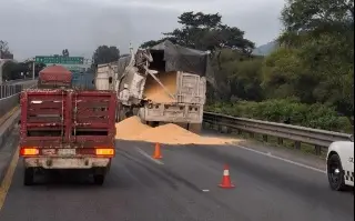 Imagen Se registra fuerte accidente en autopista de Veracruz; mueren 2 caballos 