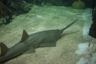 Imagen ¿El tiburón sierra del Acuario de Veracruz podría procrear aún sin macho?