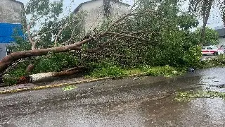 Fuertes lluvias provocan la caída de enorme árbol en Infonavit Chivería, en Veracruz 