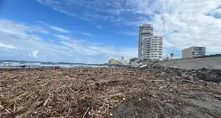 Imagen Playas de Boca del Río se encuentran tapizadas de palizadas