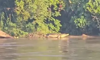 Imagen Captan cocodrilo en ribera del río Jamapa (+Video)