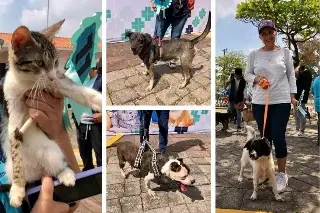 Imagen Perritos y gatitos buscan una segunda oportunidad, realizarán Expo Adopta en Veracruz 