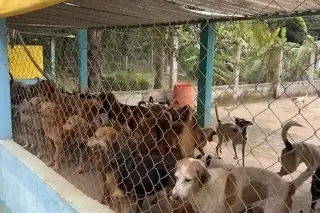 Imagen Urge acceso para La Roca, albergue de más de 300 perros y gatos  