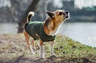 ¿Cómo proteger a las mascotas de las bajas temperaturas?