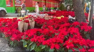 Imagen Estos son los precios de la flor de Noche Buena en mercados de Veracruz