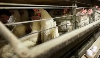 Imagen ¿La gripe aviar H5N1 podría convertirse en pandemia? Esto dice experto 