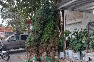 Imagen La Navidad se va; comerciantes dejan pinos naturales en buenas condiciones