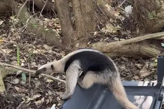 Imagen Rescatan y liberan a oso hormiguero en Riviera Veracruzana