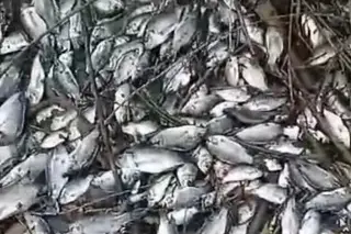 Imagen Reportan mortandad de peces en Vargas, Veracruz 