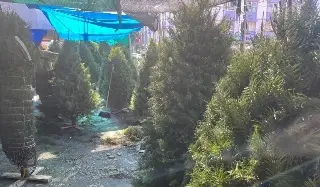 Imagen Checa a dónde puedes llevar tu árbol de Navidad en Veracruz si ya no lo ocupas 