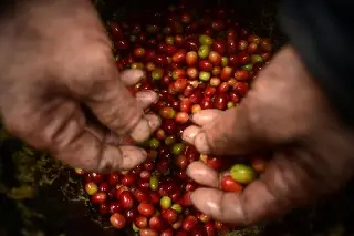 Imagen Empresa trasnacional responde a productores de café de Veracruz 